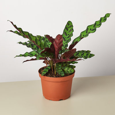 House Plant Shop Live Foliage Plant Low Maintenance Plant Rattan