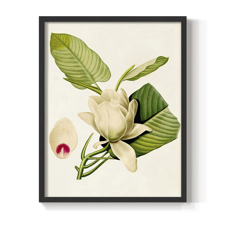«Magnolia Flowers II», reproduction encadrée - bois massif, Noir, noir, noir, noir, H 11 po x l 9 po