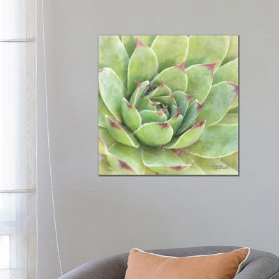 Garden Succulents IV by Laura Marshall - Wrapped Canvas Print