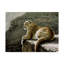 Impression sur toile tendue Etelca «Rimrock Cougar»-27651007