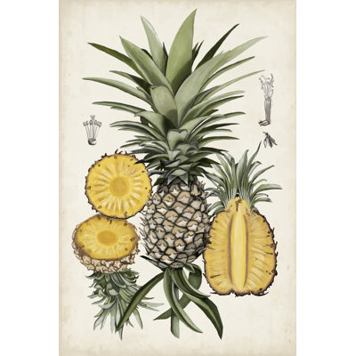 Ananas, étude botanique I