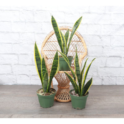 Live Variegated Snake Plant Set