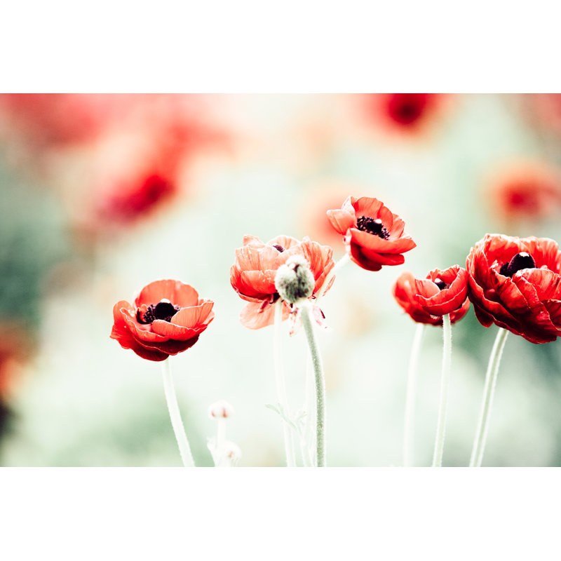 Morgan J Hartley - Wrapped Canvas Print, 76cm H x 114cm W x 3.81cm D