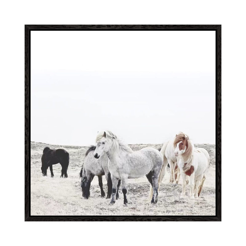 Wild And Free Horses Of Iceland I Square by Monika Strigel - Print on Canvas, 66.04cm H x 66.04cm W x 3.81cm D, Black Framed