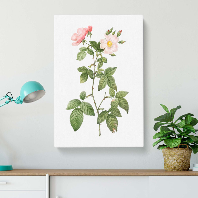 Rose In Bloom by Pierre-Joseph Redoute - Wrapped Canvas Print, 50cm H x 35cm W x 3cm D
