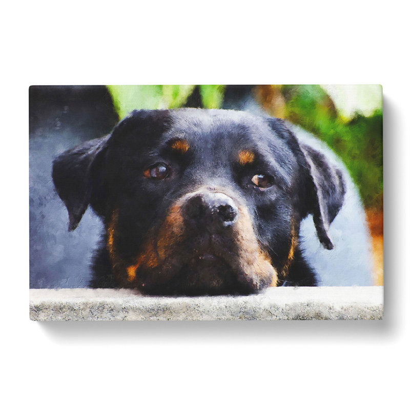 Rottweiler Dog - Wrapped Canvas, 40cm H x 60cm W x 3cm D