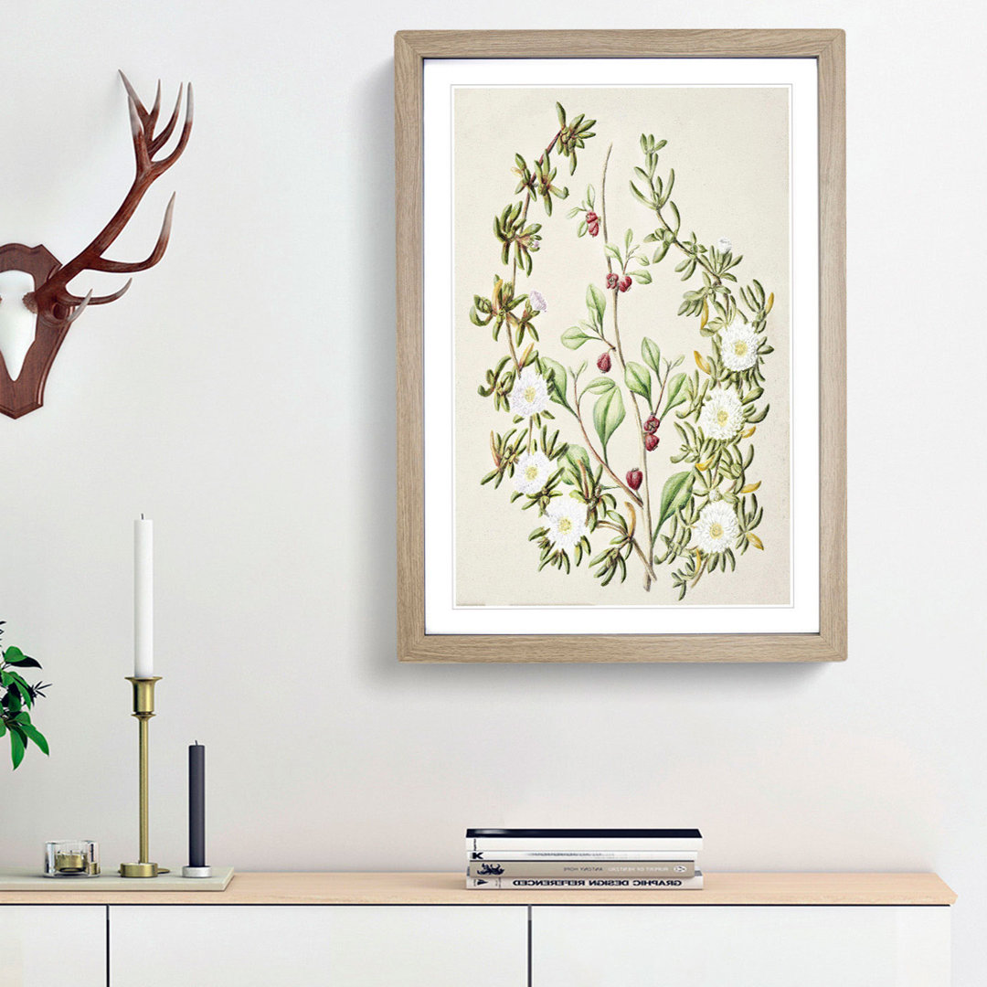 Daisy Brachyglottis Flowers by Sarah Featon - Framed Print