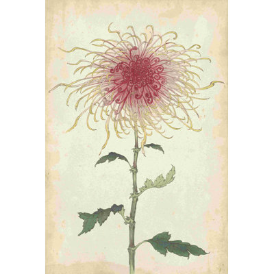 Elegant Chrysanthemums I