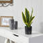 Faux Snake Plant (Sansevieria) Plant in Pot-1381566265-1381566264