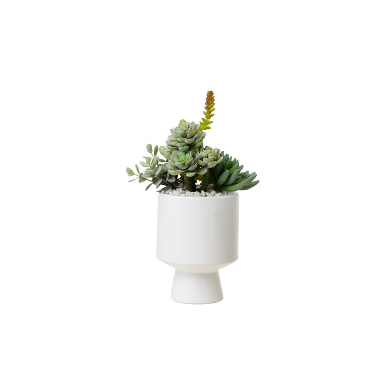 Succulents Arrangement in White Cylinder Urn