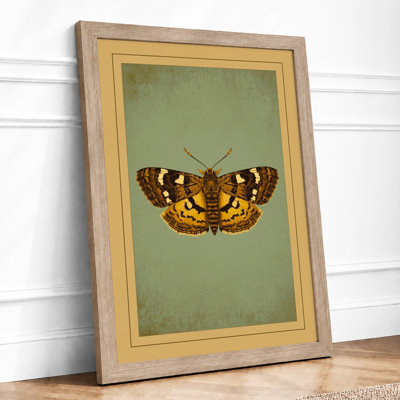 Butterfly Study Vintage - Print