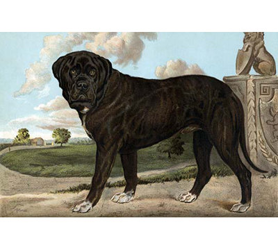 Mastiff by Vero Shaw - Unframed Print
