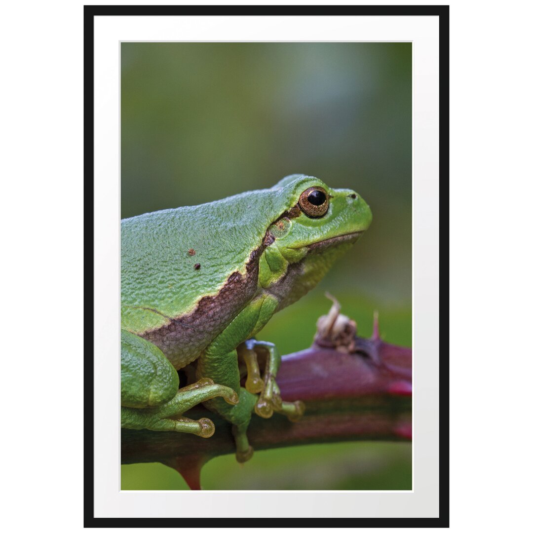 Gerahmtes Poster Kleiner Frosch auf Dornenast