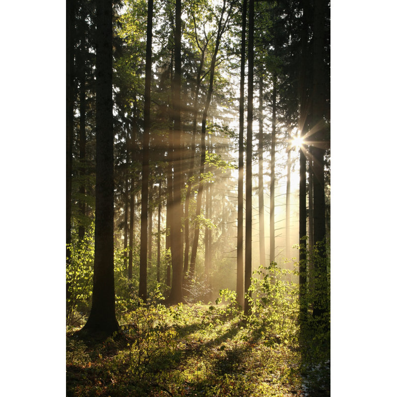 Forêt de conifères - photographie sur toile tendue, H 30 po x l 20 po