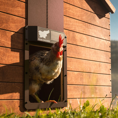  RUN-CHICKEN Eternelle - Porte de poulailler automatique à énergie solaire (brun)