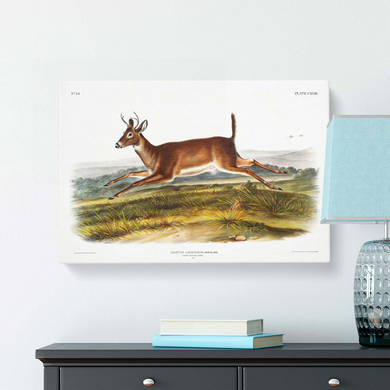 Long-Tailed Deer by J.W. Audubon - Wrapped Canvas, 60cm H x 91cm W x 3cm D
