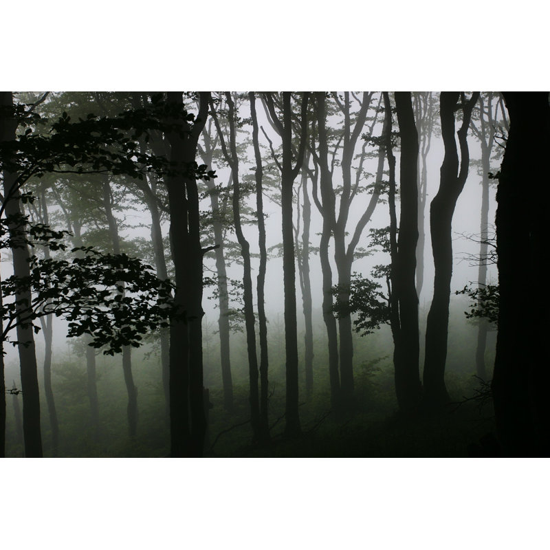 Misty Forest - Photographie sur toile tendue, H 8 po x l 12 po