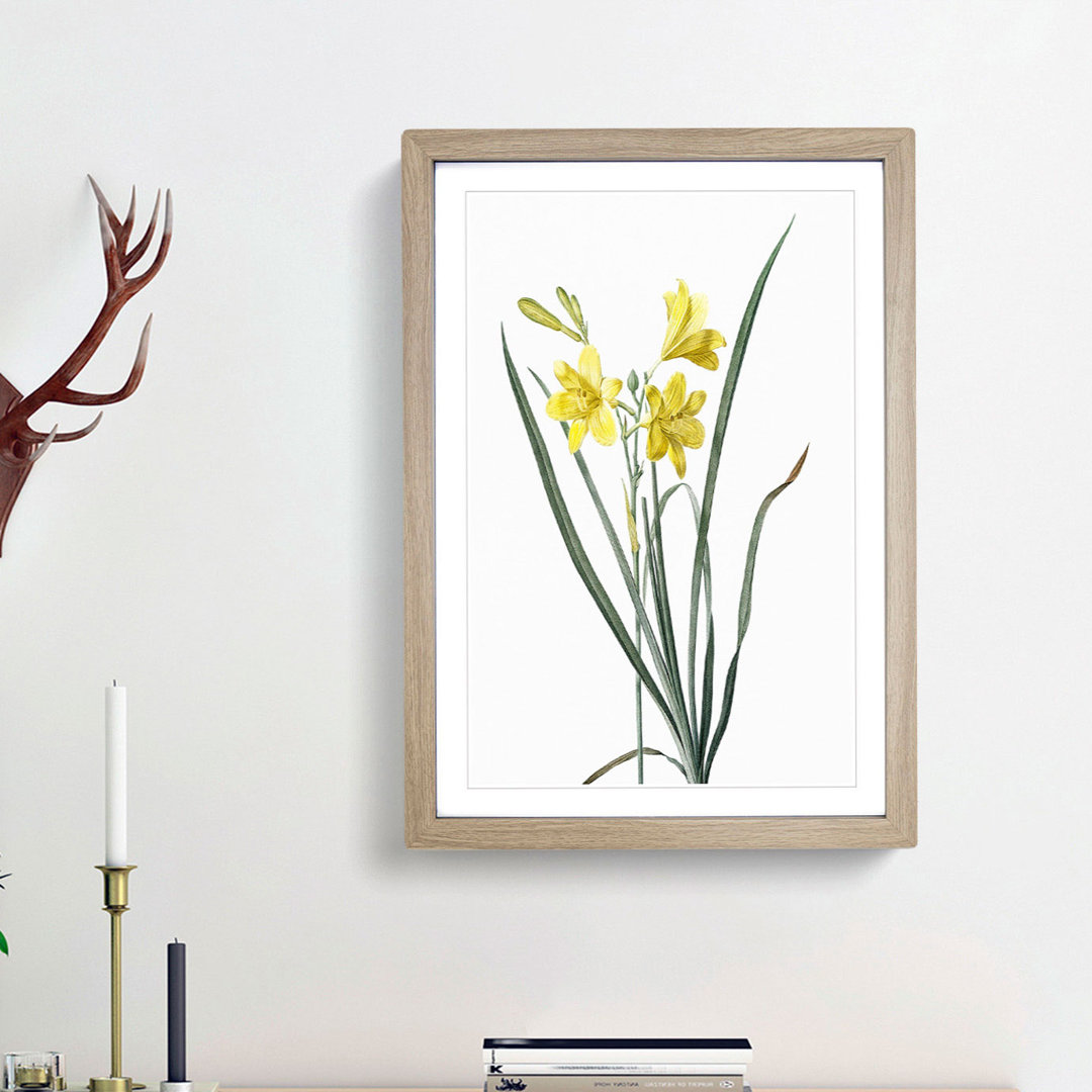 Yellow Daylily by Pierre-Joseph Redoute - Picture Frame Painting Print