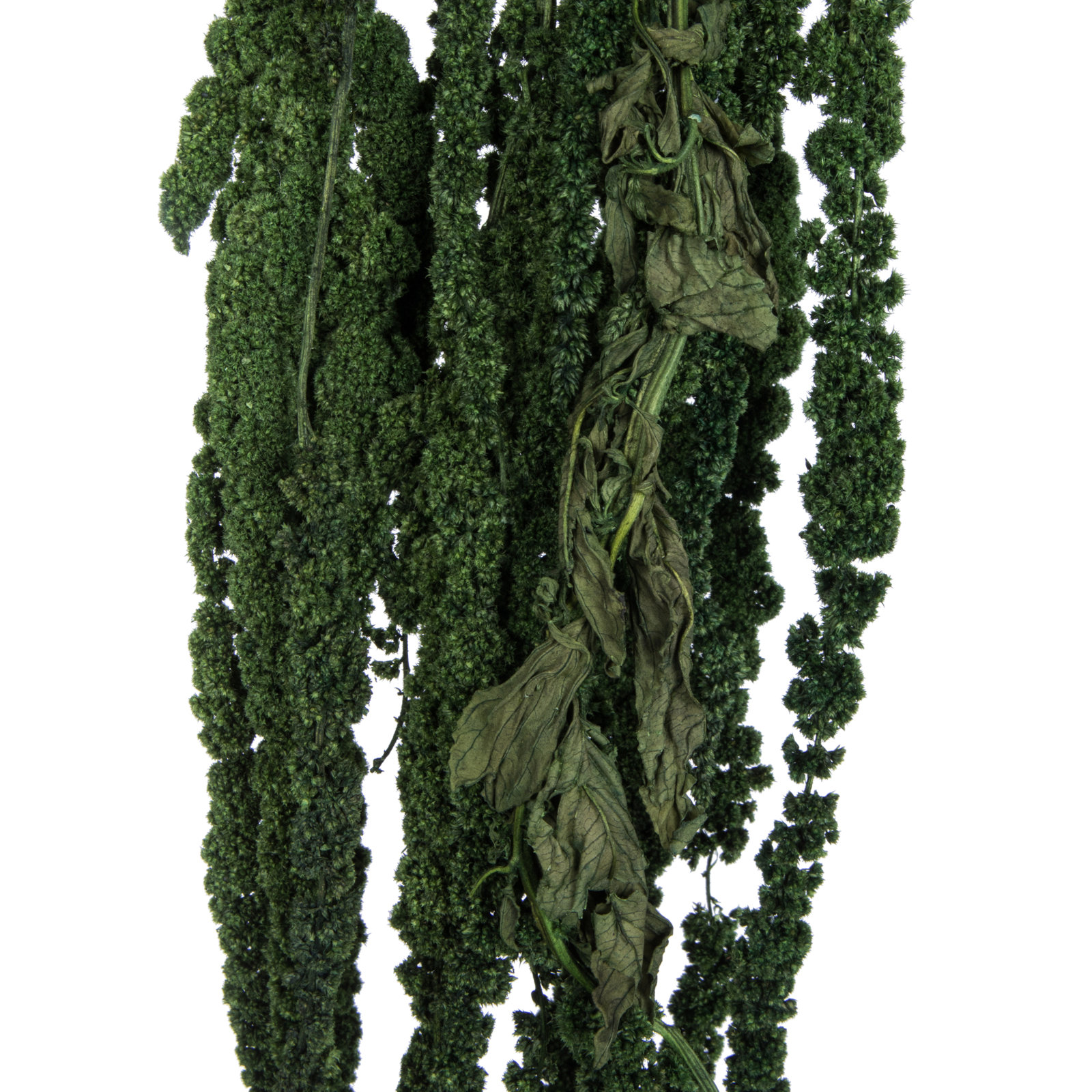 Amaranthus Wall Panel