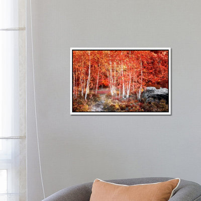 Birches Garden by Philippe Sainte-Laudy - Print on Canvas
