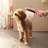 Hansgrohe Dog Shower, 3-Spray, 1.75 GPM-68812311