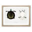 Javan Trionyx Turtle by John Edward Gray - Picture Frame Graphic Art Print-55610049-55610052