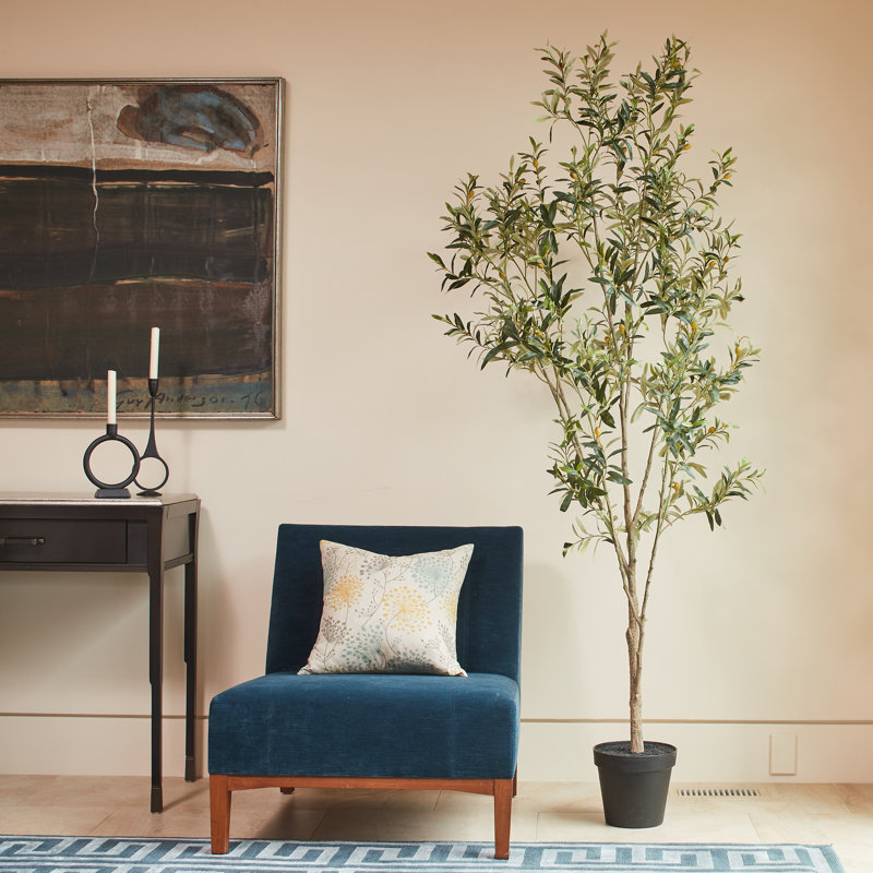 7FT Whispy Olive Tree in Grower Pot