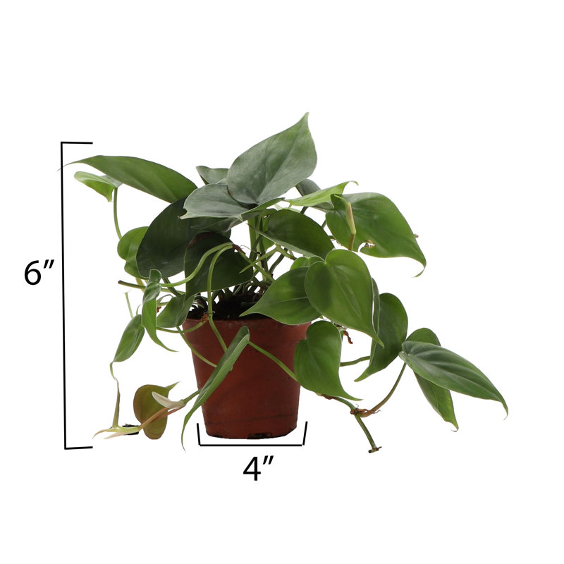 Live Green Heartleaf Philodendron Plant