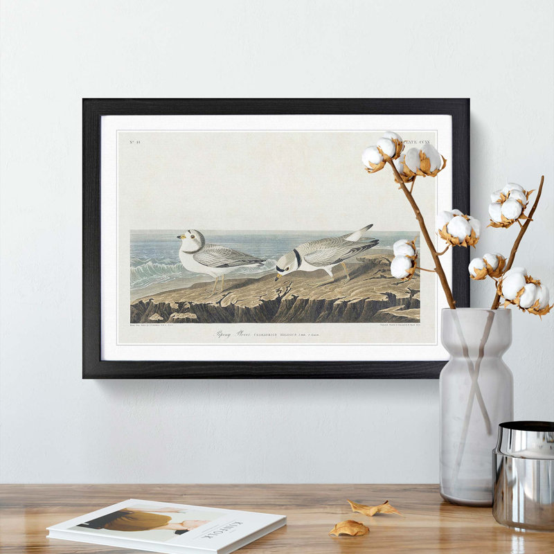 Piping Plover Birds by John Audubon - Picture Frame Painting Print, 36cm H x 48cm W x 2cm D, Black Framed