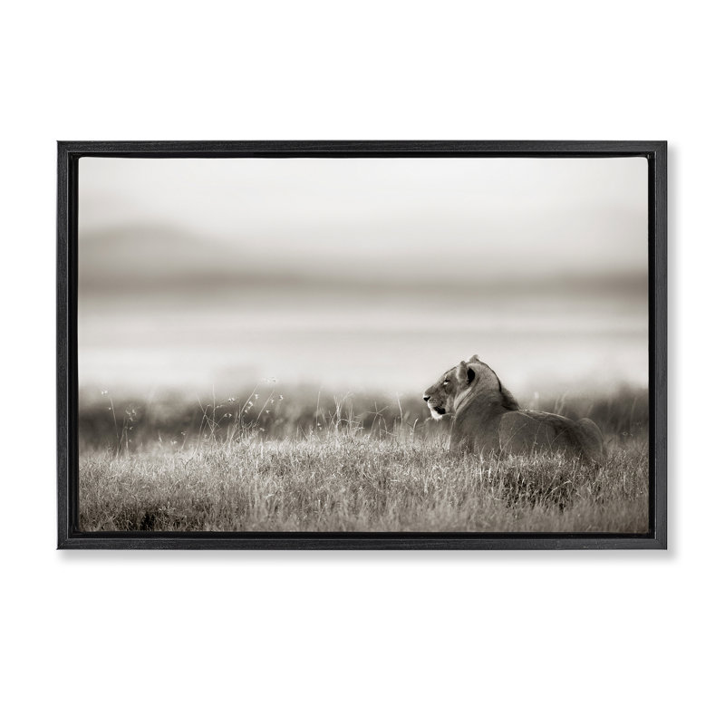 Lion au repos dans l'herbe de savane, Cadre flottant noir de jais, H 17 po x l 25 po