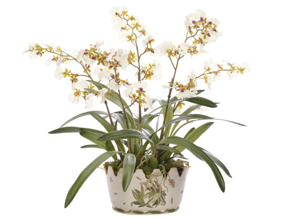 Orchid Oncidium, Cream Yellow, Ceramic Bowl, 31wx29dx29h
