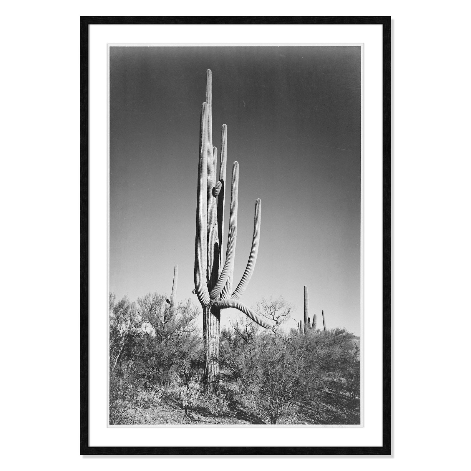 Saguaro National Monument Print by Ansel Adams, Black, 41.5" H x 29.5" W x 0.75" D
