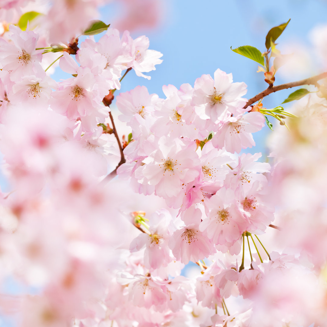 Kirschblüte von TommL - Drucken