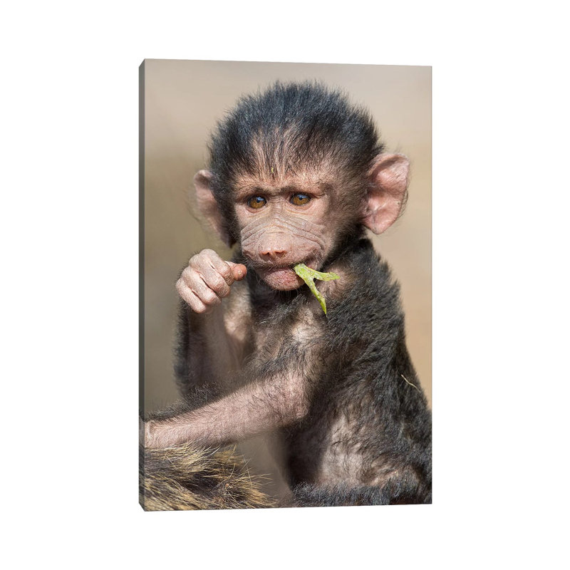 Baboon Baby Vertical by Mogens Trolle - Wrapped Canvas Print, 20.32 cm H x 30.48 cm W