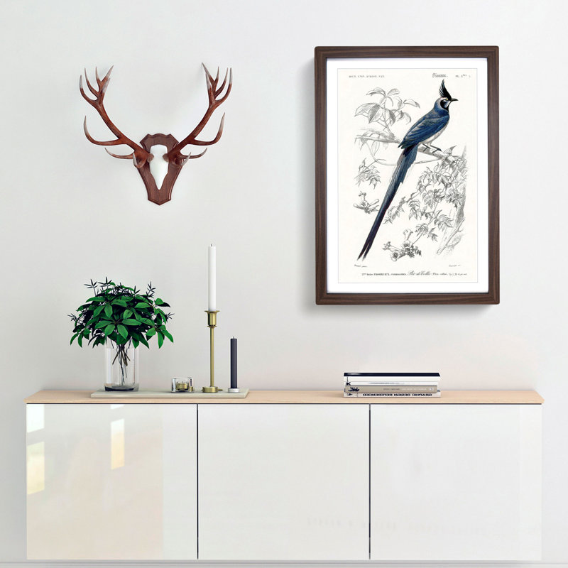 Magpie-Jay Bird by Charles d Orbigny - Framed Print, 65cm H x 48cm W x 2cm D, Walnut Framed