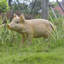 Jolie statue de jardin de cochon