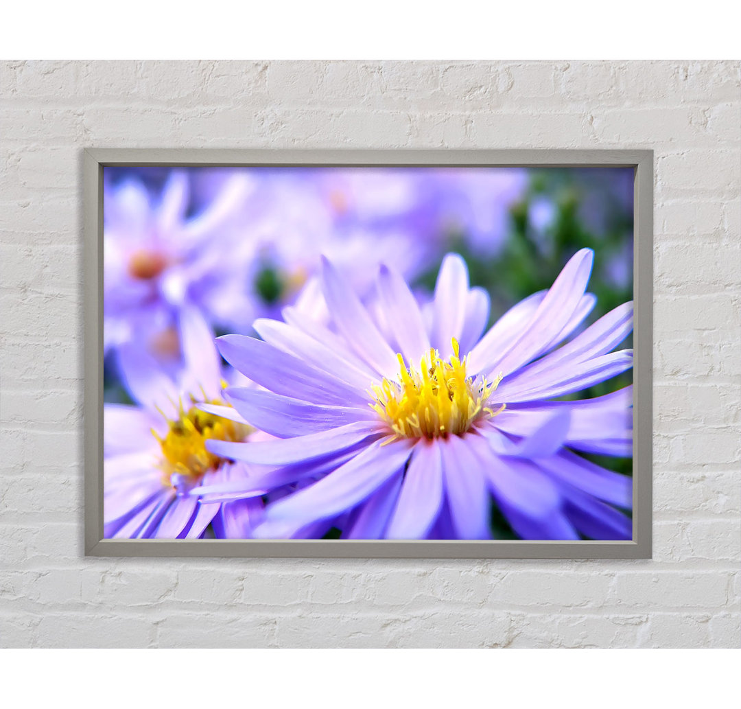 Pretty Violet Flowers - Einzelner Bilderrahmen Kunstdrucke auf Leinwand