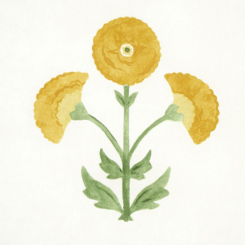 Saranda Flower Wallpaper, Marigold