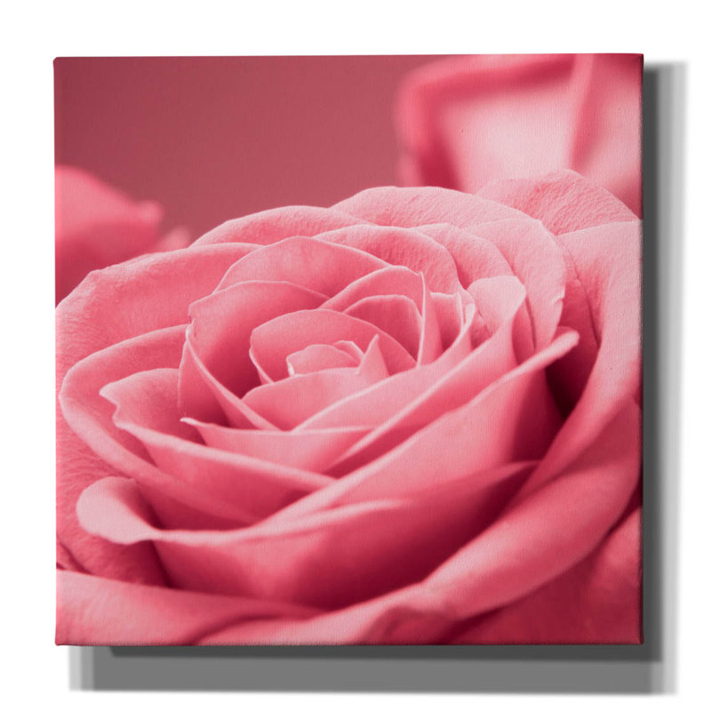 «Rose rose 1» par Photoinc Studio, art mural sur toile, 37 po x 37 po, H 12 po x l 12 po x P 0,75 po