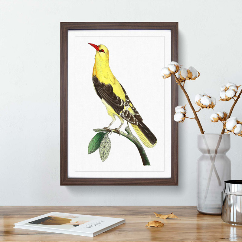 Golden Oriole Bird by George Shaw - Framed Print, 36cm H x 27cm W x 2cm D, Walnut Framed