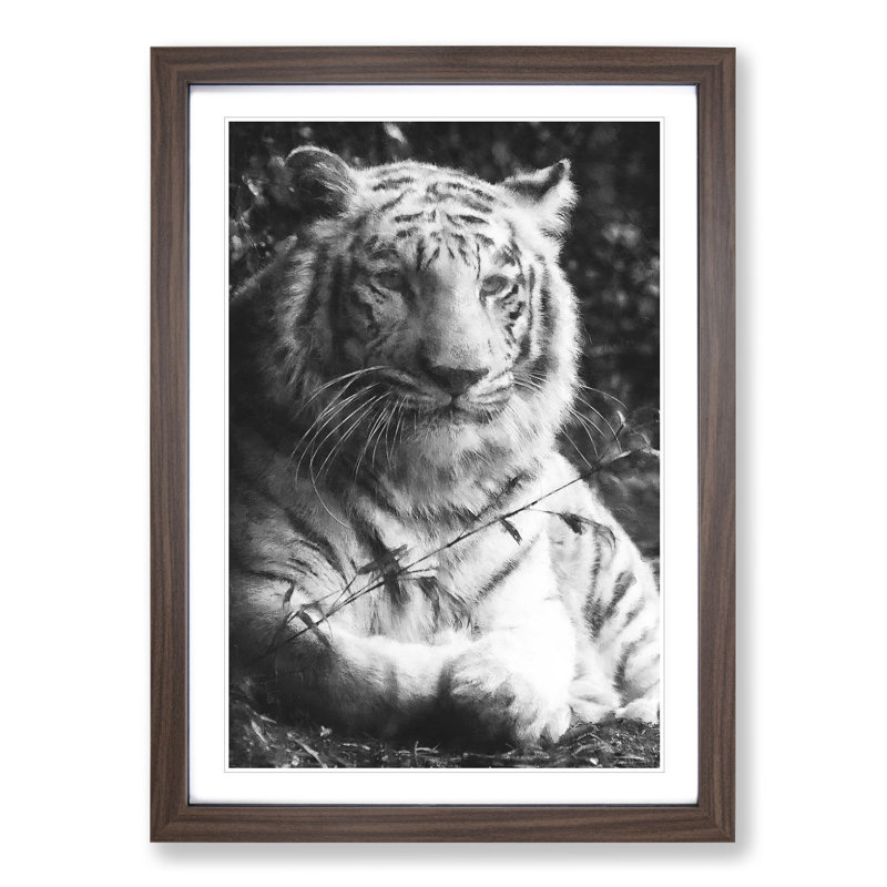 Tiger Vol.3 - Picture Frame Graphic Art, Walnut, 65cm H x 48cm W x 2cm D