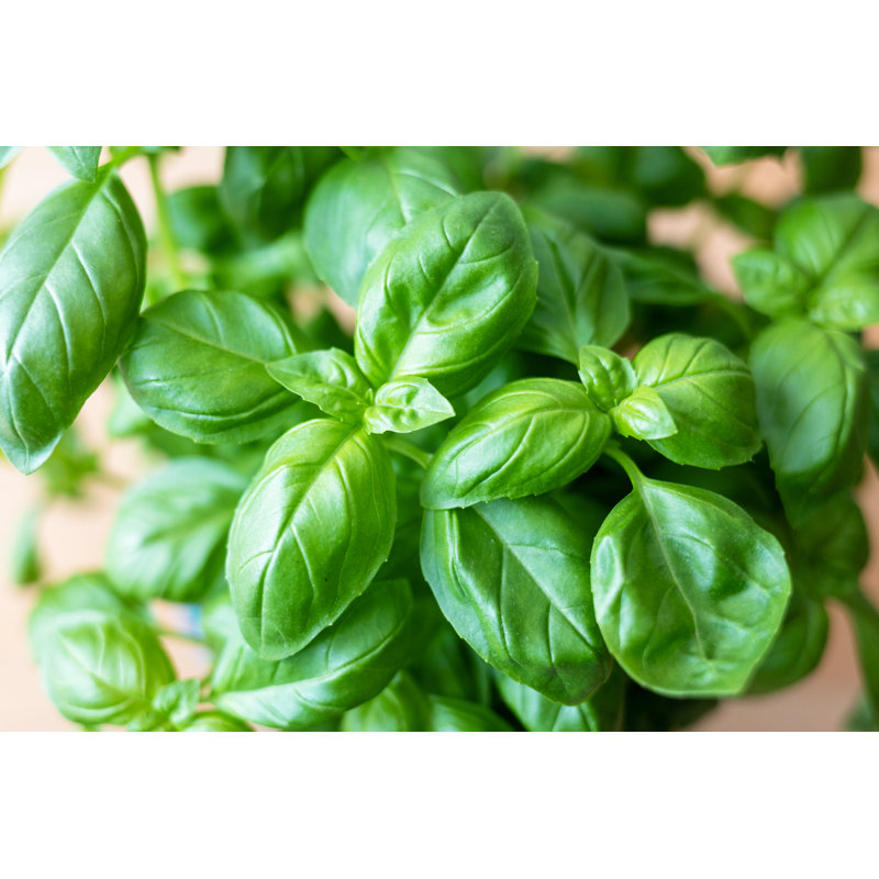 Fresh Basil par Deepblue4You, H 20 po x l 30 po