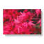 Japanese Maple Tree - Wrapped Canvas-61854223