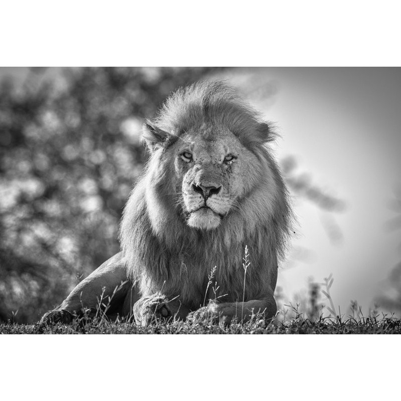 Wrapped Canvas Print, 60.96 cm H x 91.44 cm W