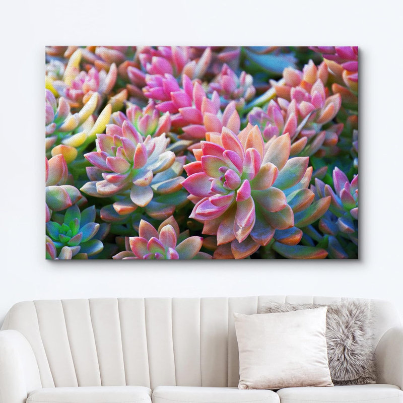 «Tricolor Mini Haworthia Succulent» sur toile, H 24 po x l 36 po