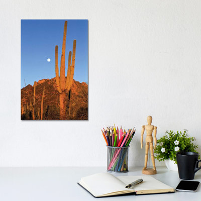 Saguaro Cactus in Desert Landscape, Sonoran Desert, Saguaro National Monument, Arizona 1 Piece Wrapped Canvas Wall Art
