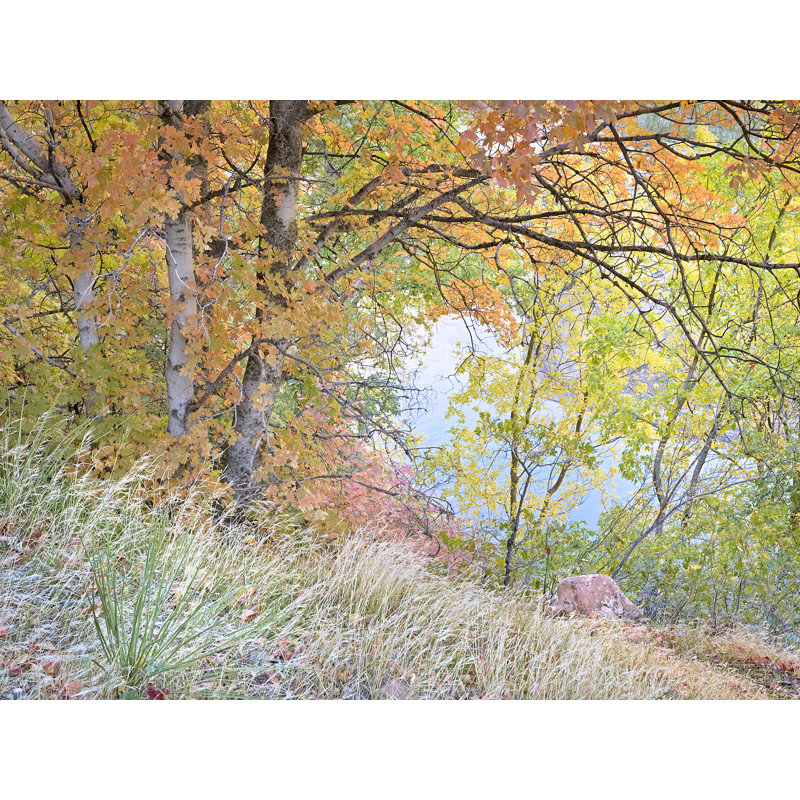 Quiet Autumn Portrait, Zion National Park Print by Bruce Heinemann, Black Framed Paper, 25.2" H x 31.2" W 