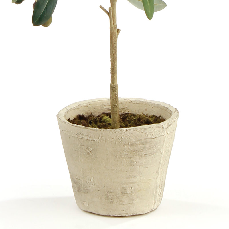 Elijah olive en pot