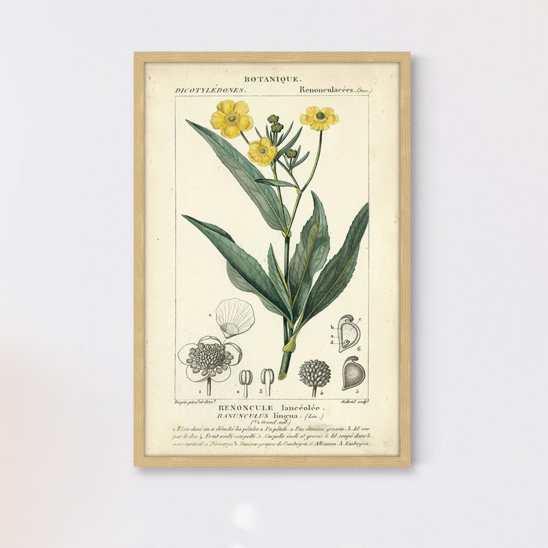 «Botanique Study in Yellow III», reproduction d'impression encadrée, H 36 po x l 24 po x P 1,5 po