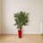 Evergreen Plant in Red Planter